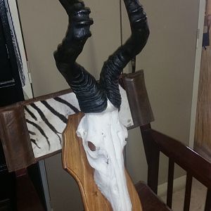 Taxidermy Red Hartebeest Skull Mount