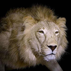 Full Mount Lion Taxidermy