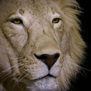 Taxidermy Full Mount Lion