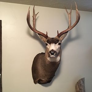 Deer Shoulder Mount Taxidermy