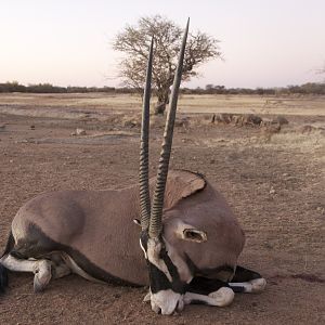 Gemsbok Hunt Namibia