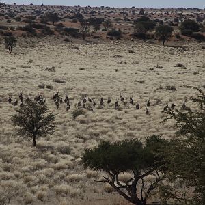 Gemsbok in the Kalahari