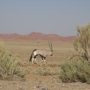 Desert Oryx of Namibia