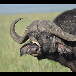 Buffalo getting a cleaning...