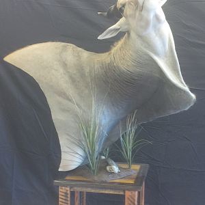 Pedestal Taxidermy Eland