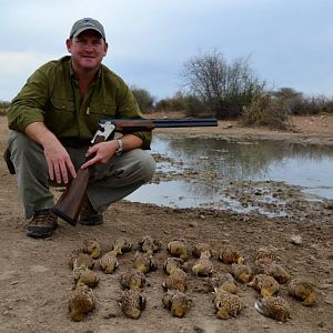 Sandgrouse Namibia Wing Shooting