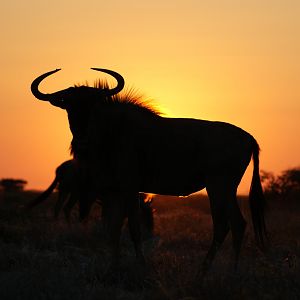 Namibia Sunset Blue Wildebeest