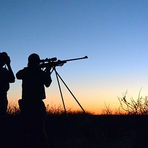 Shooting Stick Namibia Hunt