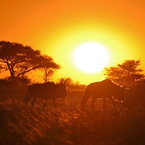 Sunset Blue Wildebeest Namibia