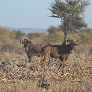 Black Wildebeest Namibia