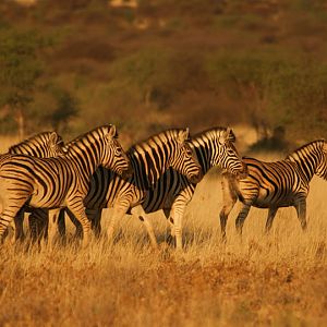 Namibia Burchell's Plain Zebra