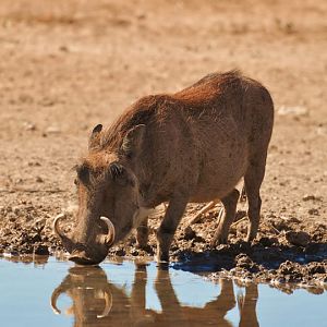 Namibia Warthog