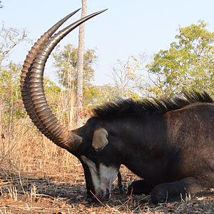 Rooseveldt sable, Niassa, Mozambique