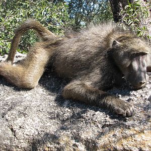 South Africa Baboon Hunt