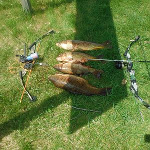 Bow Fishing Carp