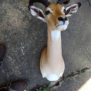 Taxidermy Impala Shoulder Mount