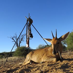 Namibia Duiker Hunt