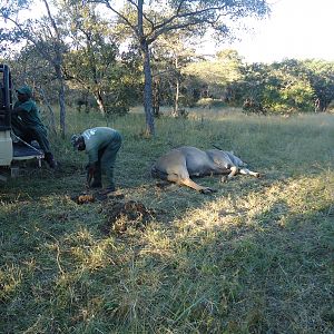 Zimbabwe Eland Hunt