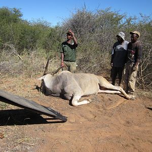 Eland South Africa Hunt