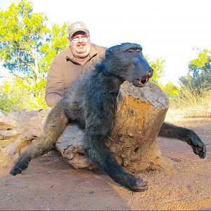 Baboon South Africa Hunting