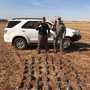 Doves South Africa Hunting