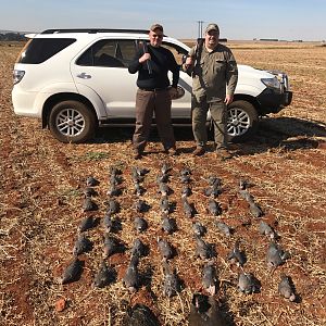 Hunting Doves & Ducks South Africa