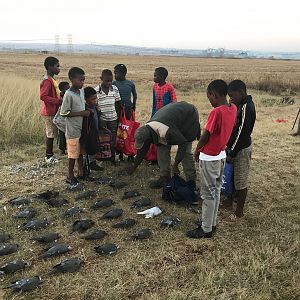 Doves Hunting South Africa