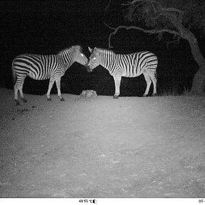 Burchell's Plain Zebra South Africa Trail Cam