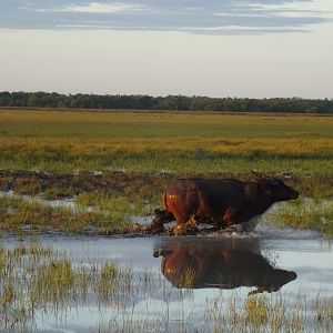 Asiatic Water Buffalo Australia