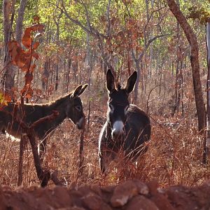 Australia Wild Donkeys