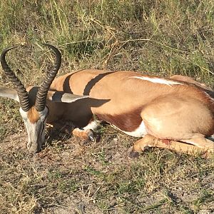 Botswana Springbok Hunt