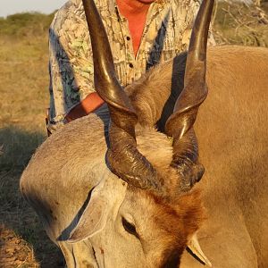 Hunting Botswana Eland