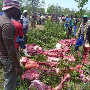 Giving Elephant meat to the villagers