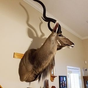 Shoulder Mount Kudu Taxidermy