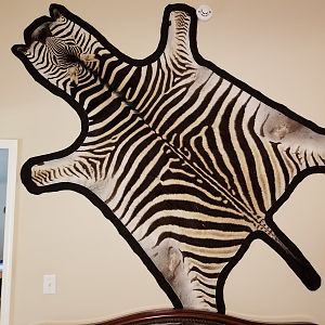 Zebra Skin Taxidermy