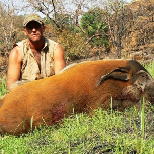 Red river hog from Central africa 102 kg