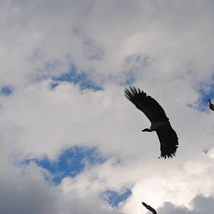 White backed vulture