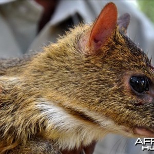Indian Mouse Deer (also known as Indian Chevrotain)