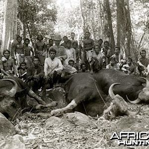 Hunting Gaur, Indian Bison