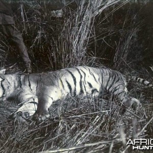 Slain tiger. There were a total of 39 tigers killed during this hunt.