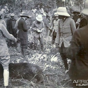 Hunting Tiger Nepal