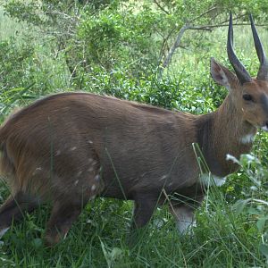 Bushbuck South AFrica