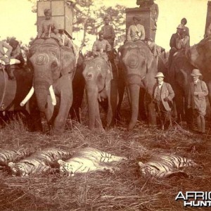 His Imperial Majesty's Shoot, Nepal 1911