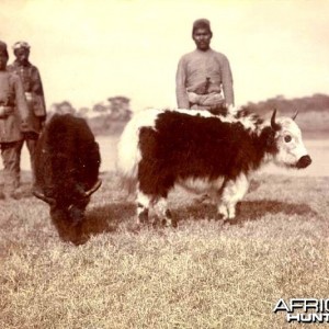 His Imperial Majesty's Shoot, Nepal 1911