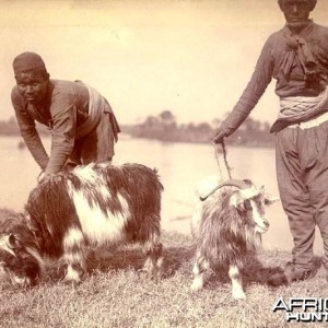 His Imperial Majesty's Shoot, Nepal 1911