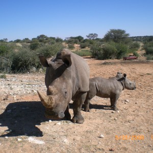 White Rhino in South Africa