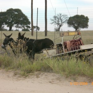 Donkey cart