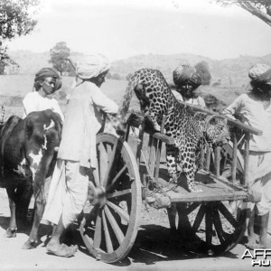 Leopard perhaps used for hunting, India 1922