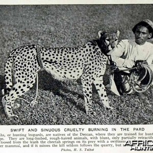 Hunting with Cheetahs, India 1920