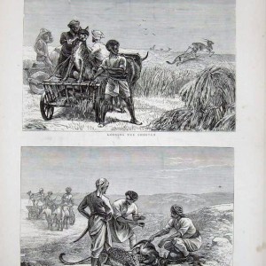 Antelope Hunting with Cheetahs, India 1872